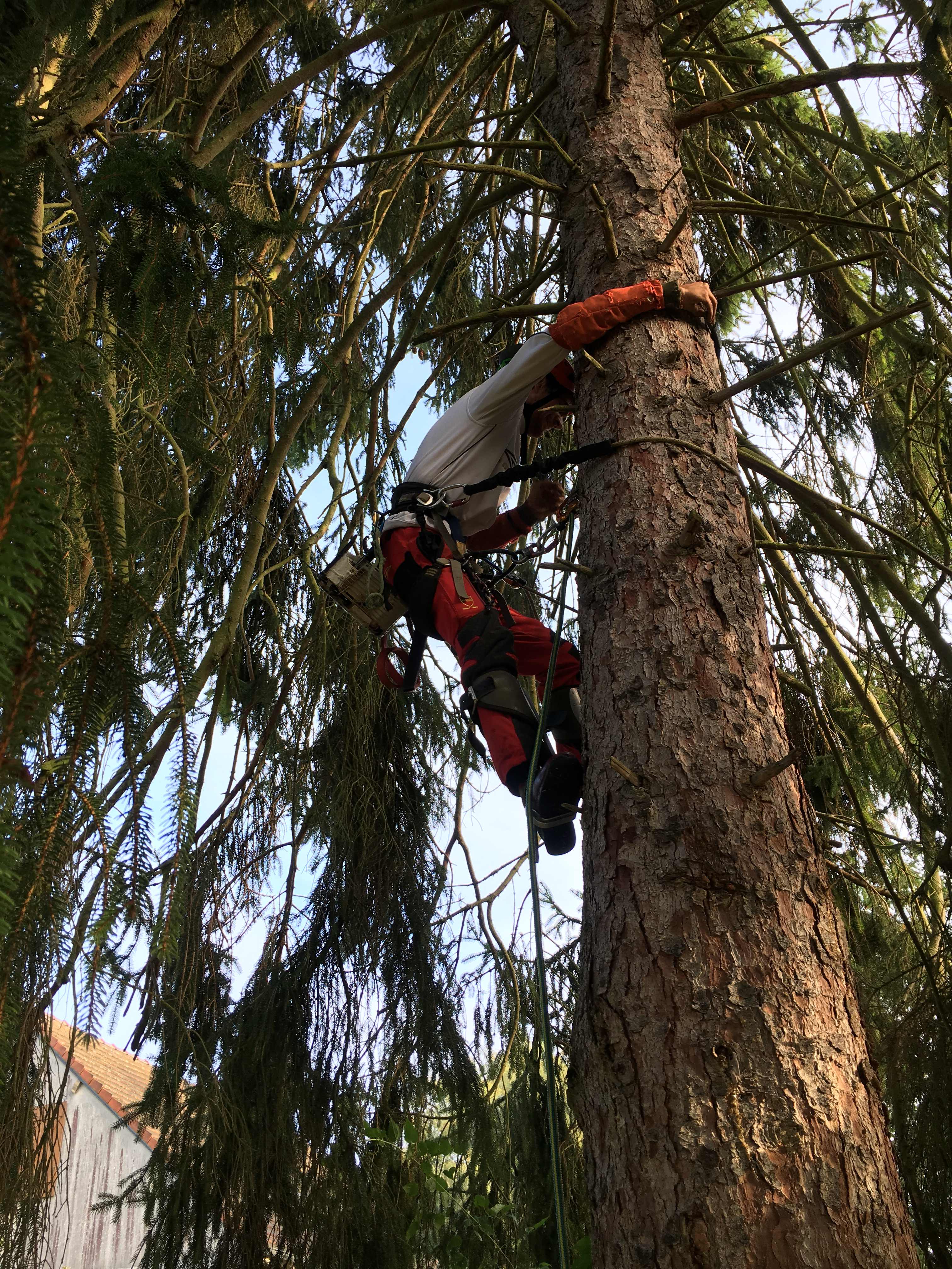 elagage abattage Jolgonne 02850